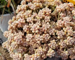 How to raise Jiqiulili? What are the key care points?