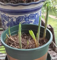 Will bellflowers freeze in winter? (Understanding the adaptability of bellflowers and protection methods)