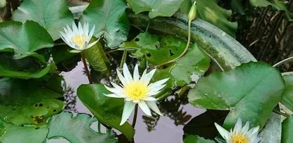 Lotus Care Tips (Master These Tips to Turn Your Pond into a Garden)
