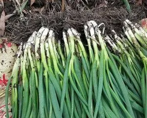 Growing and caring for shallots (suitable season, soil, and fertilizer)