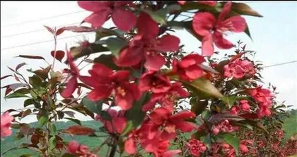How to plant hawthorn? What are the soil conditions suitable for hawthorn?