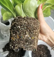Repotting豆瓣绿, making your plant healthier (Detailed time and method explanation, helping you master it easily)