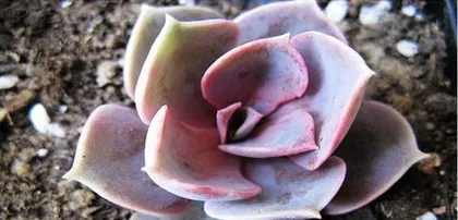 How to scientifically care for Echeveria 'Purpurata'? How to properly repot Echeveria 'Purpurata'?