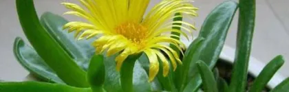 Investigating the Truth of whether clematis prefers shade or sun (Through scientific analysis, unveiling the care secrets of clematis)