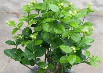 How to Water a Potted Jasmine Correctly (Potted Jasmine Care Tips, Six Points to Note)