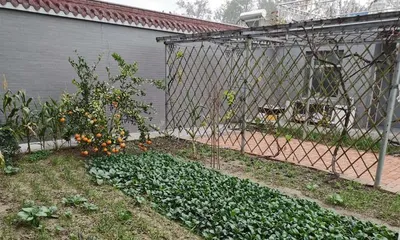 What kind of trees are suitable for planting in the yard? (Create a natural ecosystem and make the yard more beautiful)