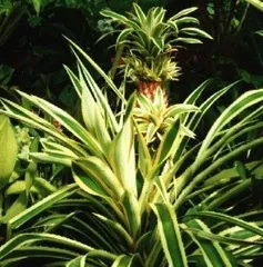 Cultivation methods and key care points for Guofenglily (A must-have choice for creating exquisite fruit platters)