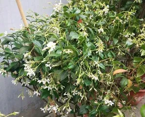 The blooming season of windmill jasmine (exploring the time and characteristics of windmill jasmine's flowering)
