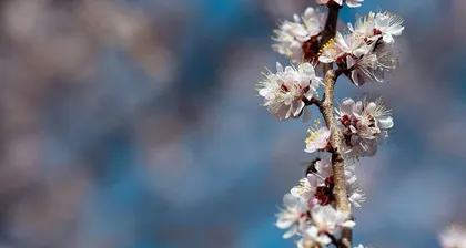 The color of apricot blossoms and their meaning (Unveiling the multicolored apricot blossoms, exploring the significance of their bloom)