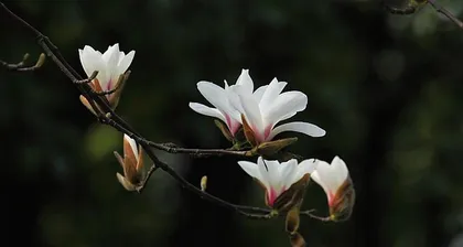 Ecological characteristics and cultivation techniques of Magnolia kobus (The elf of the spring sea of flowers)