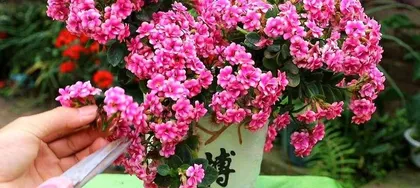 The Flowers and Plants of Beijing in Winter—Beauty Blooming in the Cold (Winter Planting Tips and Recommended Varieties)