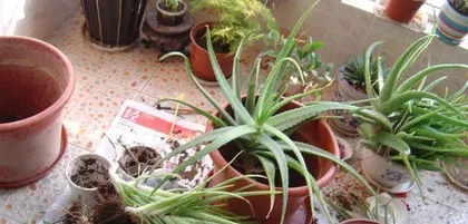 Aloe Planting Time and Precautions (Suitable for which months to plant? How to choose seeds and soil? What are the cultivation techniques?)