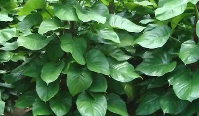 Guide to Caring for Large Philodendron (How to Make Large Philodendron Thrive?)
