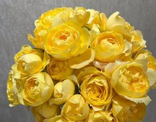 The reasons why roses do not bloom (a comprehensive analysis of the causes from soil, fertilizer to light)