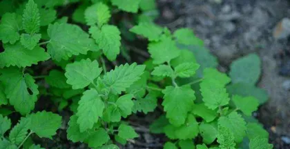 A Complete Guide to Insect-Repellent Plants (15 Green Remedies for Pest Exclusion)