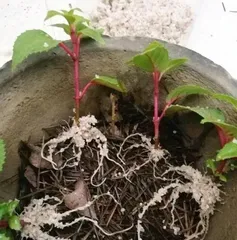 How to Water and Care for Fuchsia (Complete Fuchsia Care Guide, Solving Your Worries)