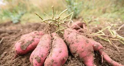 How to plant white sweet potatoes? How to take care of them?
