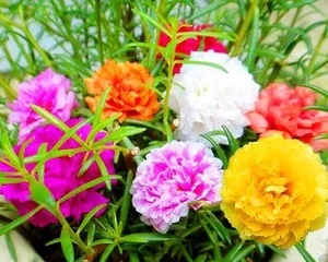 The Best Planting Time for Peony Seeds (Master the Time, Let Peonies Bloom Brilliantly)