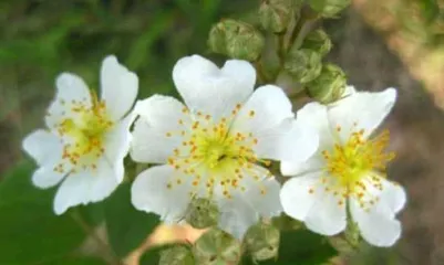 The Flower Language and Profound Meaning of Camellia (Exploring the Cultural Significance of Camellia)