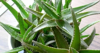 Aloe Vera Cutting Time and Methods Explained (How to Propagate Aloe Vera Correctly?)