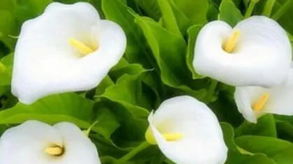 The toxicity of gentian flowers and their suitable care environment (why they cannot be grown indoors?)