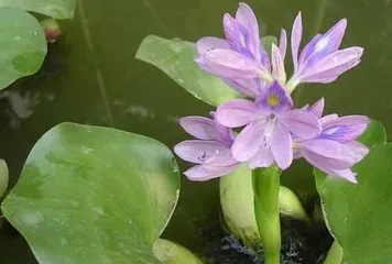 The toxicity of water hyacinth flowers and suitable cultivation environment (Understanding the toxicity of water hyacinth flowers and how to cultivate them safely)