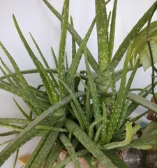 How to Water Aloe Vera Correctly (Aloe Vera Watering Frequency and Techniques)