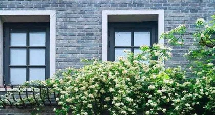 Planting fragrant honeysuckle to fill the courtyard with a romantic atmosphere (choose suitable environmental conditions and planting methods to create a beautiful garden)