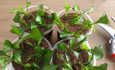 February cuttings bloom (Master cutting techniques, easily create a garden)