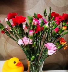 Carnations are not just hermaphroditic flowers (unveiling the gender characteristics and diverse uses of carnations)
