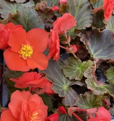 Four Seasons Begonia - Colorful (Exploring the Five Main Colors of Four Seasons Begonia)