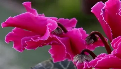 Anemone Division Technique: Making Your Plants Grow Healthier