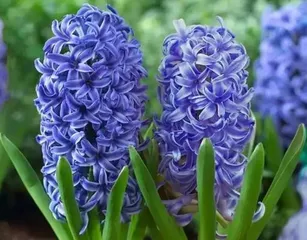 What are the common bulbous flowers? A list of 15 bulbous flowers to make your garden more colorful and vibrant
