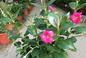 Fragrant Vine – A Plant with Exquisite Fragrance (Exploring the Fragrance Components and Applications of Fragrant Vine)