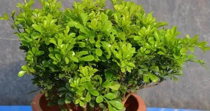 How to Propagate Mi Lan Correctly? (Detailed Explanation of Mi Lan Cutting Time and Methods to Help You Become a Plant Master Easily!)
