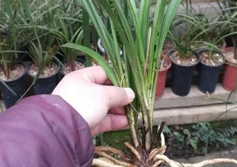 Key points for orchid soil cultivation (How to choose soil suitable for orchid growth)