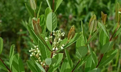 A List of Plants for Lowering Blood Pressure (Natural Blood Pressure Reduction, Healthy Living)