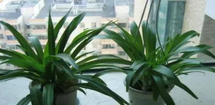 How to grow吊兰花 for healthy growth (Sharing吊兰花 care tips to make it more beautiful)