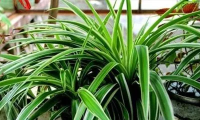 How to grow吊兰花 for healthy growth (Sharing吊兰花 care tips to make it more beautiful)1