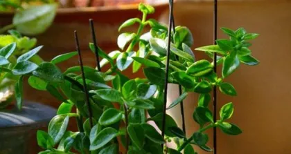 How to grow吊兰花 for healthy growth (Sharing吊兰花 care tips to make it more beautiful)2
