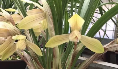 The Current Status and Significance of Orchid Conservation (Exploring Whether Orchids Are Protected Plants)