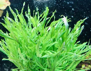 Big Pagoda Aquatic Plant Rearing Complete Guide (Aquatic Plant Species, Rearing Methods, Detailed Precautions)