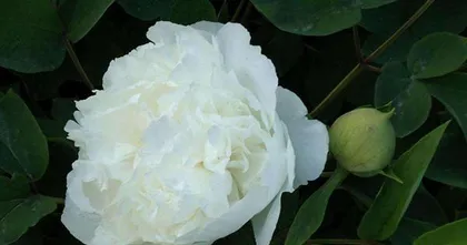 The Feng Shui Symbolism and Functions of White Peony Flowers (Exploring the Traditional Significance of White Peony in Feng Shui and Its Modern Application Value)