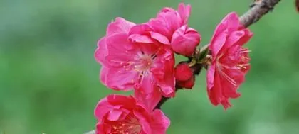In-depth Interpretation of the Meaning of Peach Blossoms (Exploring the Symbolic Significance and Cultural Value of Peach Blossoms)