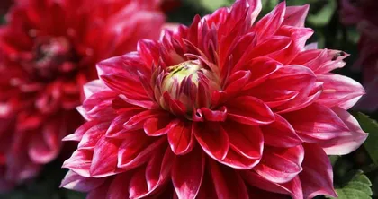 What country's national flower is the dahlia? - Exploring the story of the dahlia