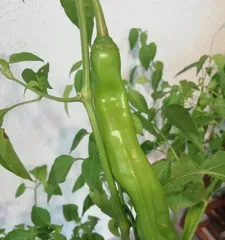 The chili tree (the life status and characteristics of the chili tree)