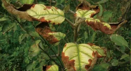Can hibiscus be watered with ferrous sulfate? (Understand the growth environment of hibiscus and its reaction to ferrous sulfate.)