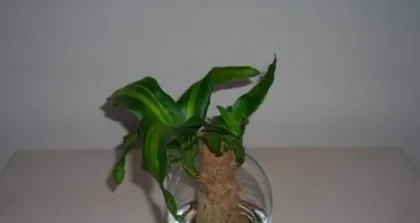 Soil Requirements and Care Tips for the Bamboo Palm (How to Care for the Bamboo Palm with Soil? Learn these key information!)
