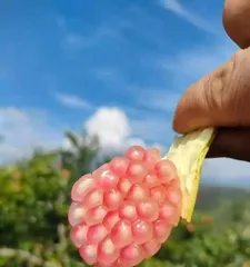 Exploring the Homeland of the Guava (Unveiling the Mystery of the Guava's Origin)