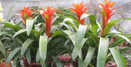 Overwatering, how to save a wilting pineapple plant (causes and solutions for pineapple plant wilting due to overwatering)